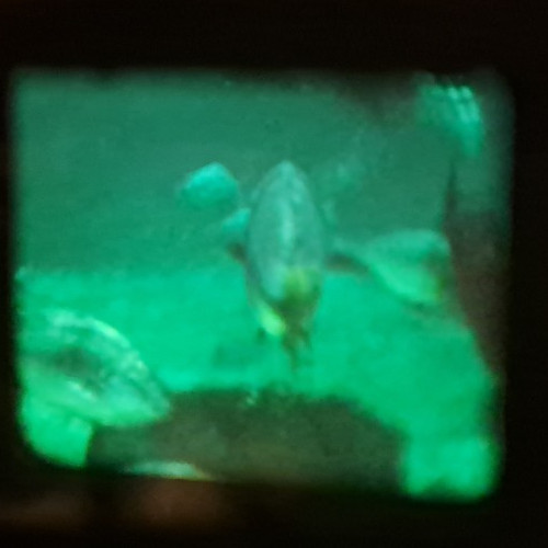 2 home movies in 8mm. Black and white and color – Europe, USA – 1960’s