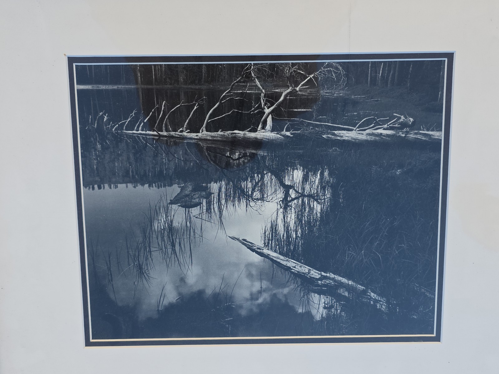 Fine Art Photography Wetlands Swamp Landscape Framed Moody Nature Prints