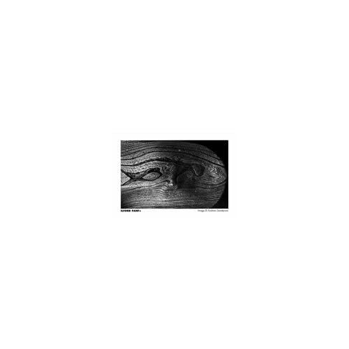 PAN F Plus, Black and White Print Film, 135 (35 mm), ISO 50, 36 Exposures 2-Pack