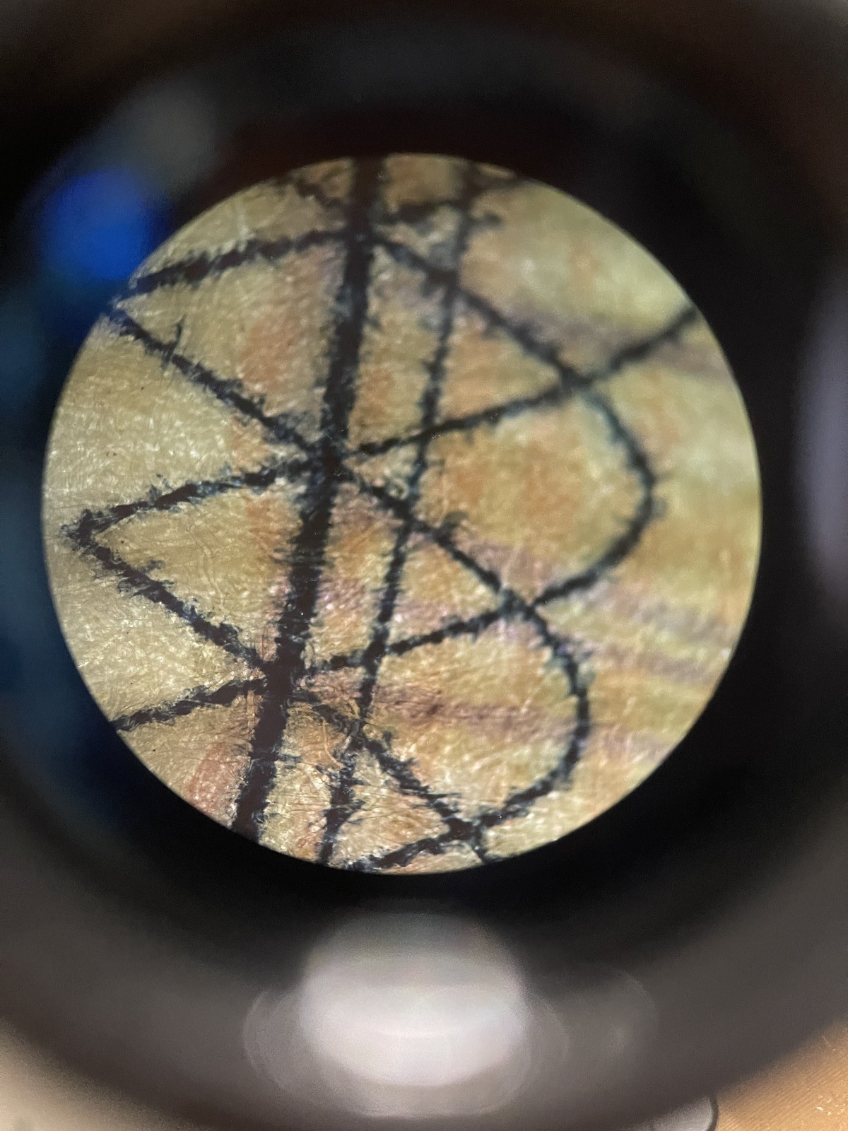 [MINT] Nikon Eclipse E200 Microscope E Plan 4x 10x 40x 100x Oil lens From Japan